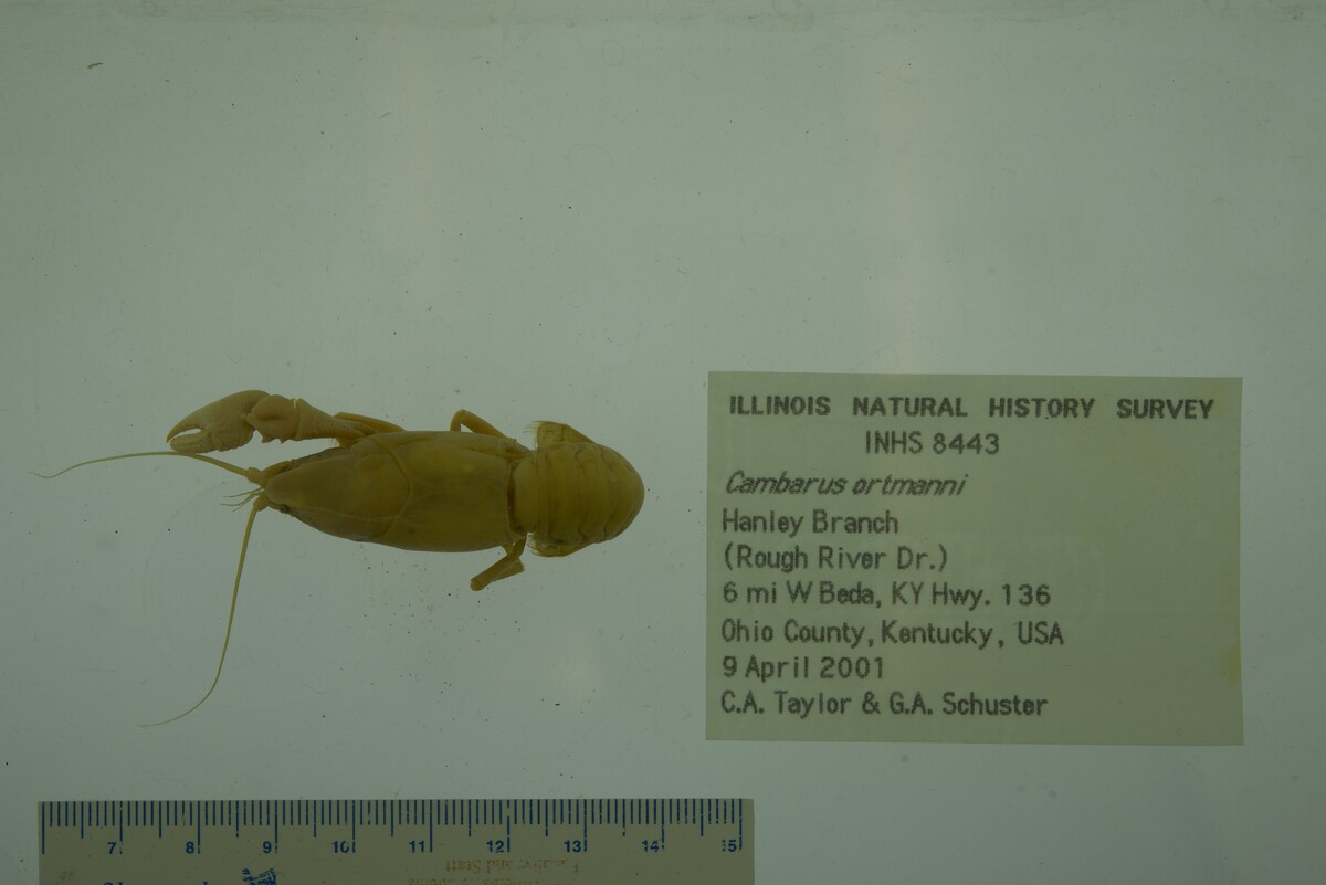 Cambarus ortmanni image